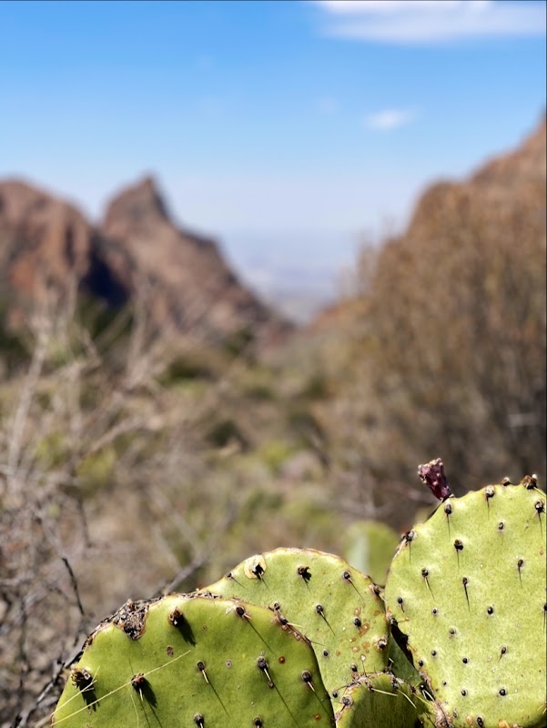Chisos Basin Trailhead (Window Trail) – Chisos Basin, Big Bend National Park, TX 79834, États-Unis (photo 3)