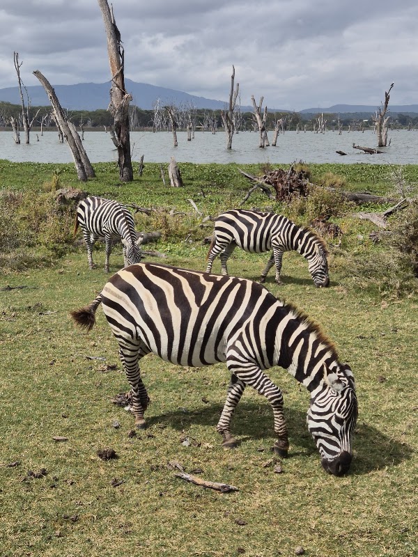Crescent Island, safari à pied – Crescent Island, Naivasha (photo 2)