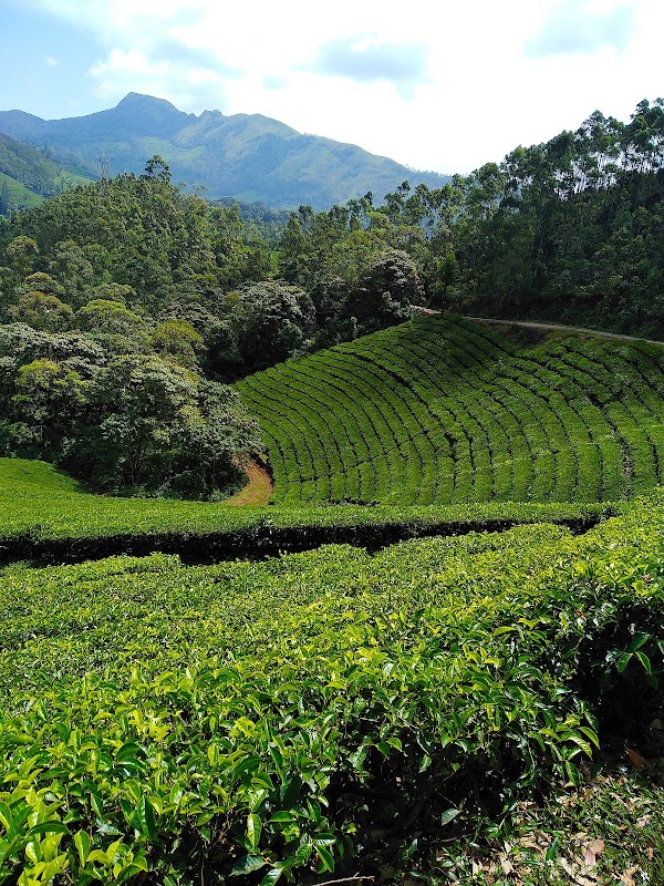 Eravikulam National Park – Kannan Devan Hills, Kerala 685612, India (photo 3)