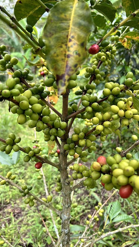 Finca La Abundancia (tour café) – Vereda Palestina, Salento, Quindío, Colombie (photo 2)