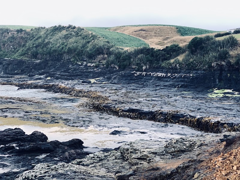 Forêt pétrifiée de Curio Bay – 25 Mair Road, Curio Bay 9884, Nouvelle-Zélande (photo 2)