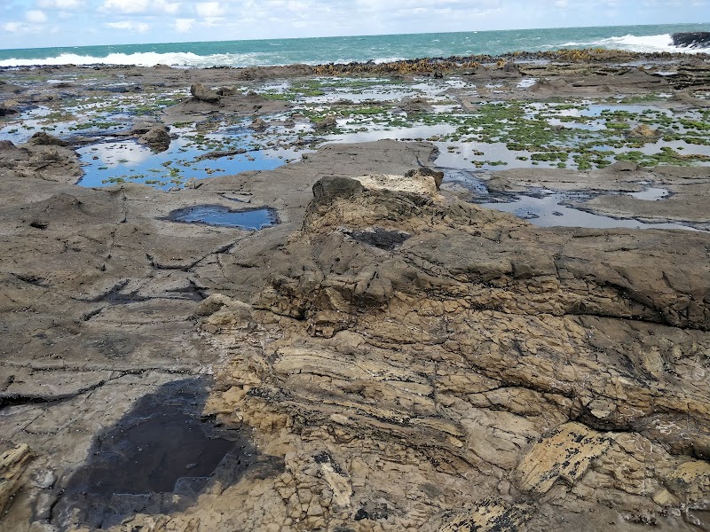 Forêt pétrifiée de Curio Bay – 25 Mair Road, Curio Bay 9884, Nouvelle-Zélande (photo 3)