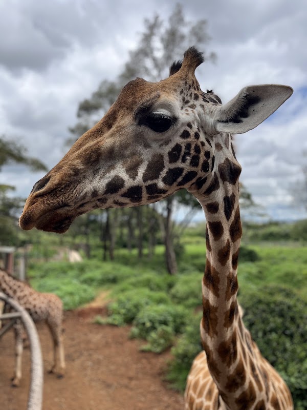 Giraffe Centre – Duma Rd, Nairobi (photo 1)