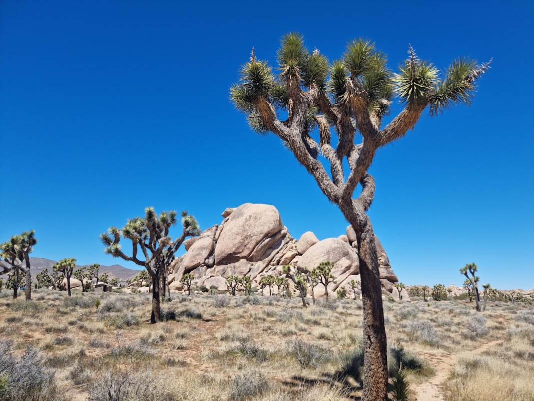 Joshua Tree National Park – Joshua Tree National Park, California, USA (photo 1)