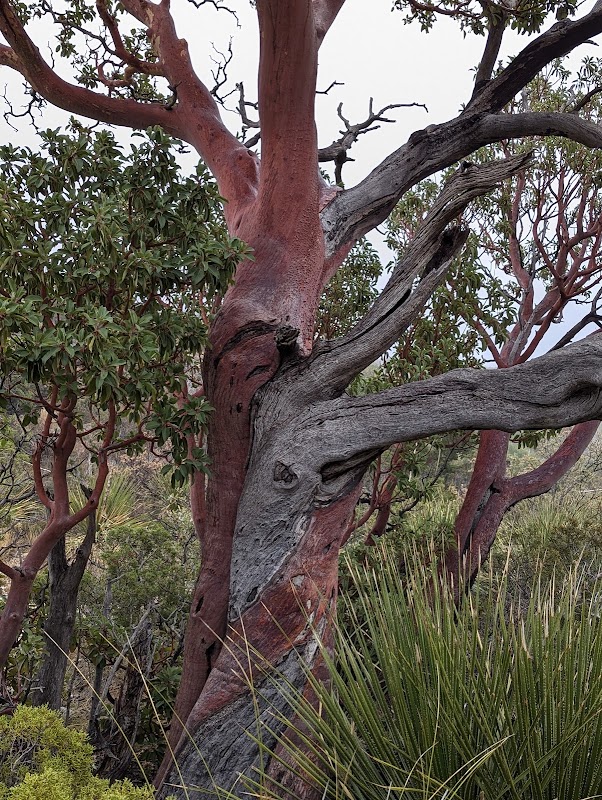 McKittrick Canyon – McKittrick Canyon Rd, Salt Flat, TX 79847, États-Unis (photo 1)