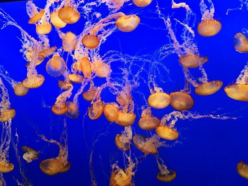 Monterey Bay Aquarium – 886 Cannery Row, Monterey, CA 93940, USA (photo 3)