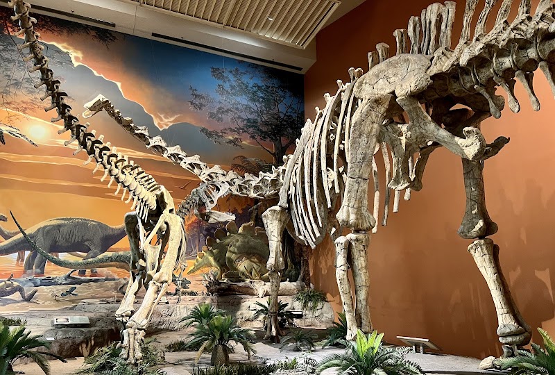 Musée d'histoire naturelle et des sciences – 1801 Mountain Rd NW, Albuquerque, NM 87104, États-Unis (photo 3)