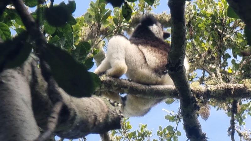 Parc Mitsinjo : balade nocturne et reboisement – Andasibe 514, Madagascar (photo 2)