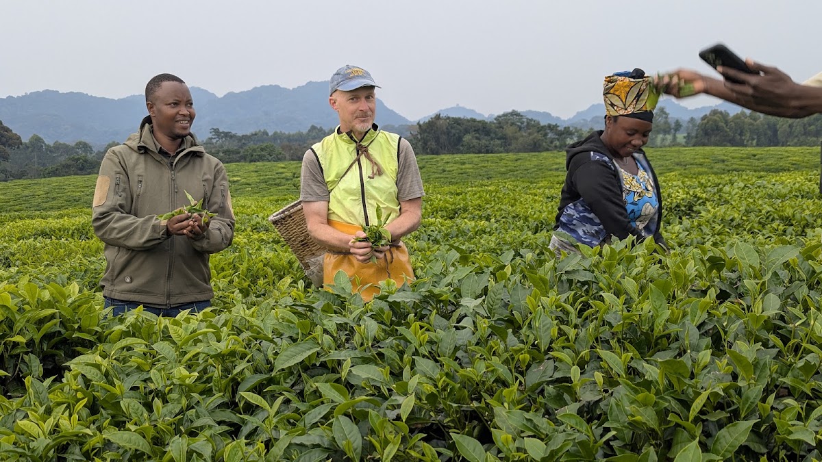 Plantation de the de Gisakura – Gisakura, Nyungwe (photo 1)