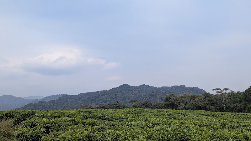 Plantation de the de Gisakura – Gisakura, Nyungwe (photo 2)