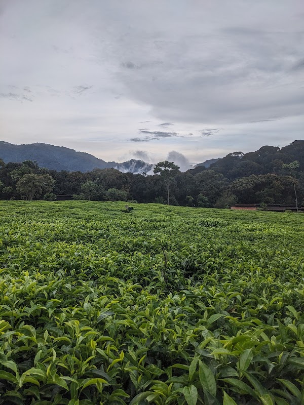 Plantation de the de Gisakura – Gisakura, Nyungwe (photo 3)