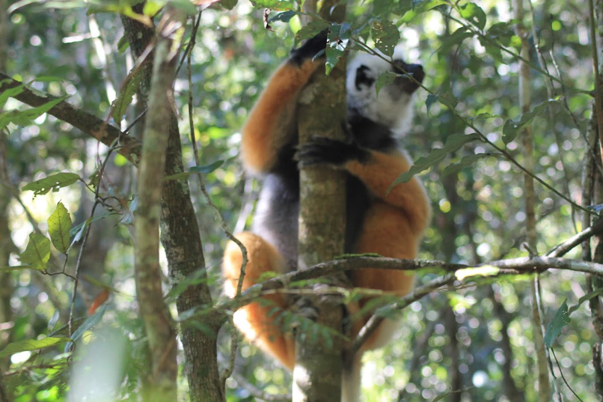 Réserve spéciale d'Analamazaotra – Reserve Analamazaotra, Andasibe 514, Madagascar (photo 1)