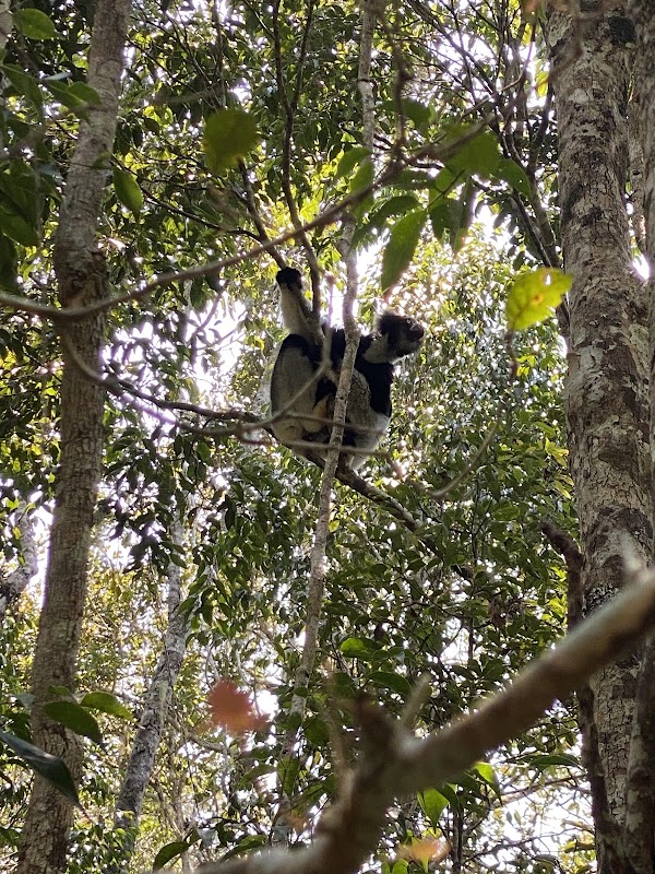 Réserve spéciale d'Analamazaotra – Reserve Analamazaotra, Andasibe 514, Madagascar (photo 2)