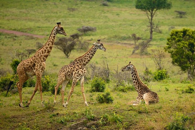 Safari au parc national d'Arusha – Arusha National Park (porte de Momella) (photo 1)