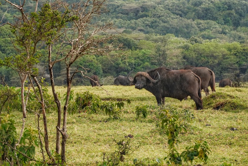 Safari au parc national d'Arusha – Arusha National Park (porte de Momella) (photo 2)