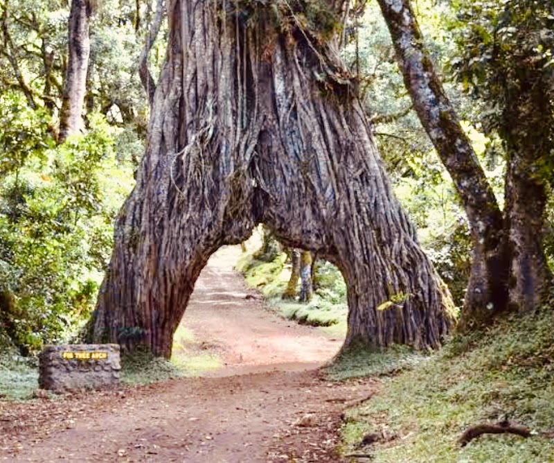 Safari au parc national d'Arusha – Arusha National Park (porte de Momella) (photo 3)