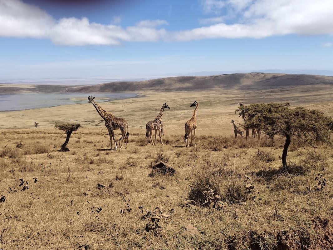 Safari dans le cratère du Ngorongoro – Cratère du Ngorongoro, Tanzanie (photo 1)