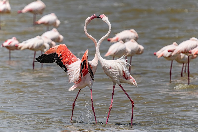 Safari dans le cratère du Ngorongoro – Cratère du Ngorongoro, Tanzanie (photo 2)