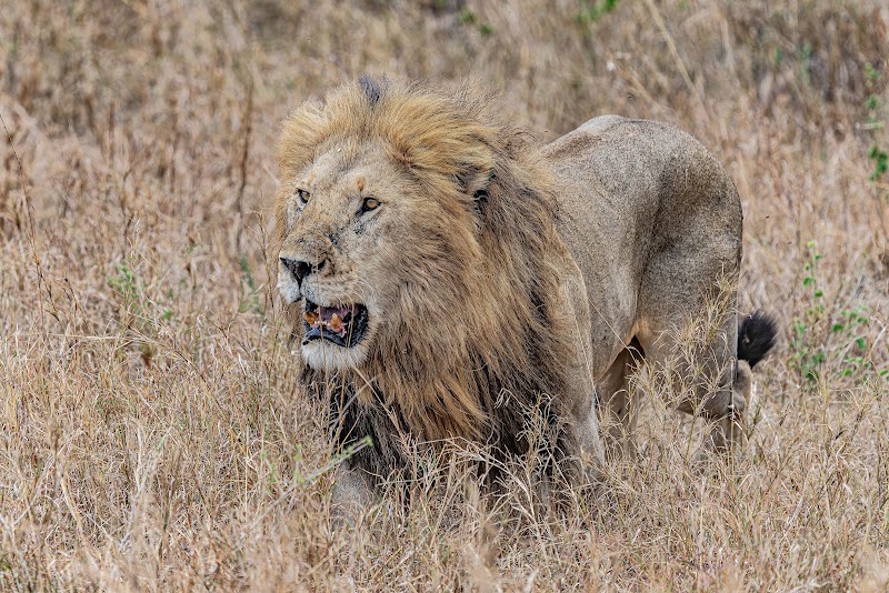 Safari dans le cratère du Ngorongoro – Cratère du Ngorongoro, Tanzanie (photo 3)