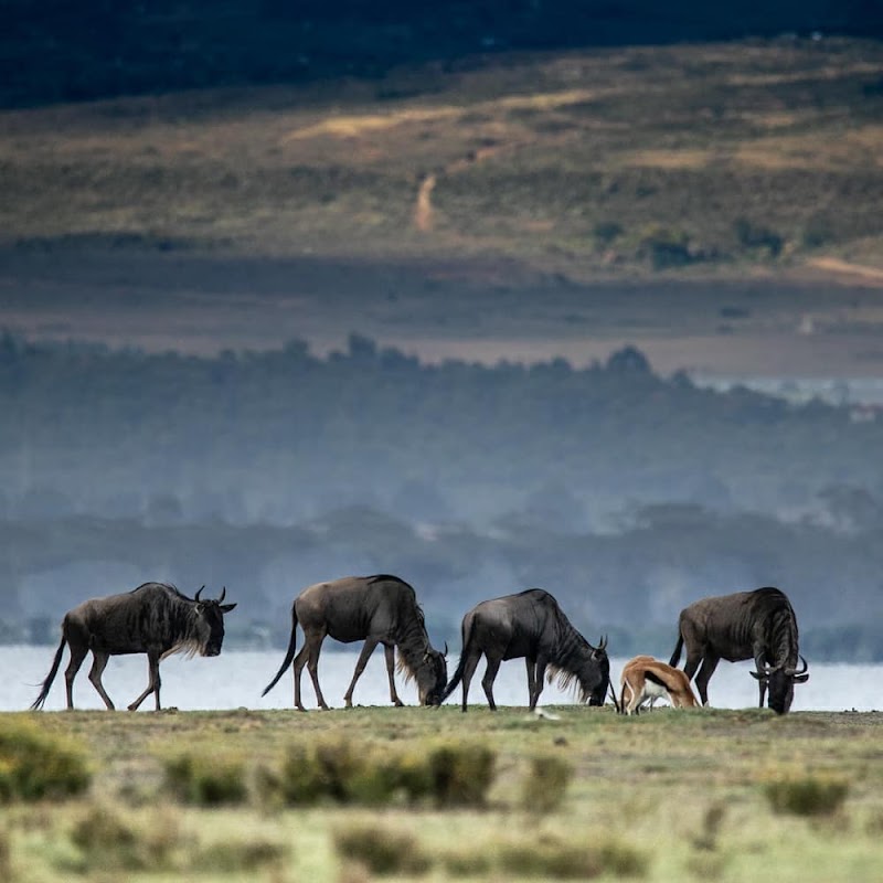 Safari en bateau sur le lac Naivasha – Karagita, Lake Naivasha (photo 3)