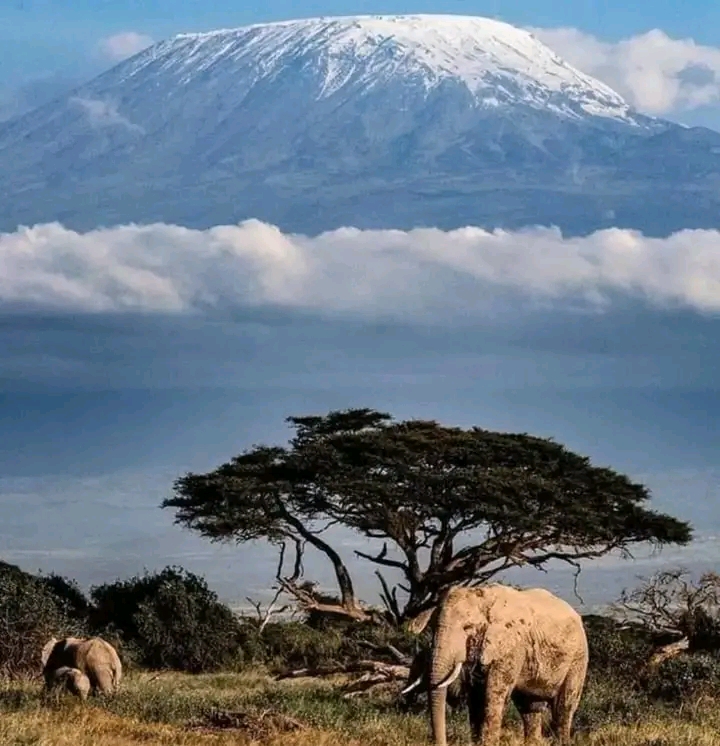 Safari game drive à Amboseli – Amboseli National Park (photo 1)