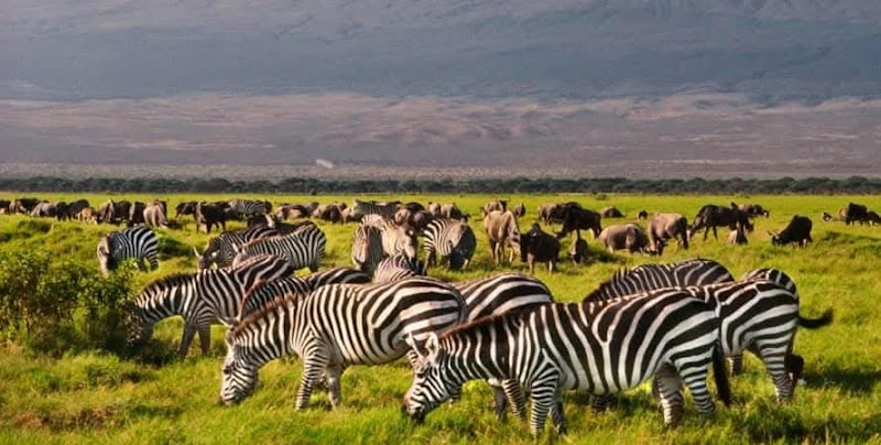 Safari game drive à Amboseli – Amboseli National Park (photo 3)