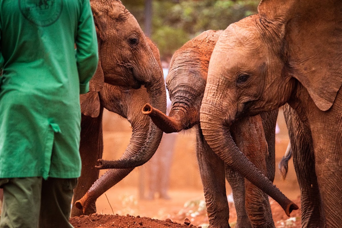 Sheldrick Wildlife Trust – Magadi Rd, Nairobi (photo 1)
