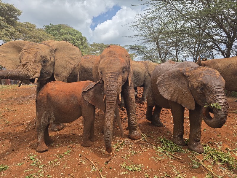 Sheldrick Wildlife Trust – Magadi Rd, Nairobi (photo 2)