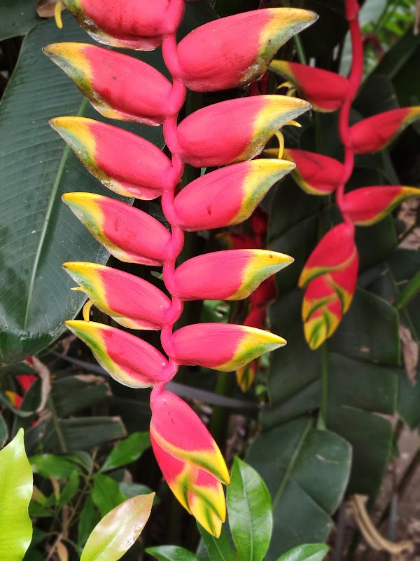 The Spice Farm - Plantation for Spices & Herbs – Kizhakkethalackal Dairy Farm, Munnar - Kumily Hwy, Thekkady, Kumily, Attappallam, Kerala 685509, India (photo 1)