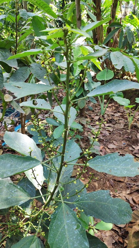 The Spice Farm - Plantation for Spices & Herbs – Kizhakkethalackal Dairy Farm, Munnar - Kumily Hwy, Thekkady, Kumily, Attappallam, Kerala 685509, India (photo 2)