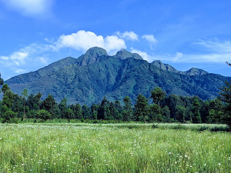 Trek des golden monkeys – Secteur bambous, Parc National des Volcans (photo 2)