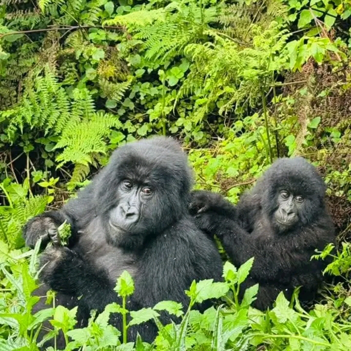 Trek des gorilles de montagne – QG de Kinigi, Parc National des Volcans (photo 1)