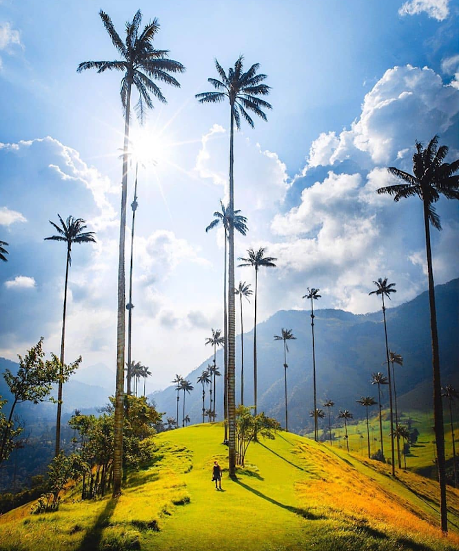 Vallée de Cocora – Valle de Cocora, Salento, Quindío, Colombie (photo 2)