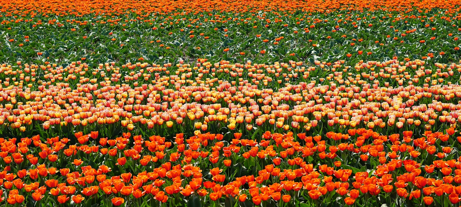Rangées de tulipes multicolores dans la campagne néerlandaise