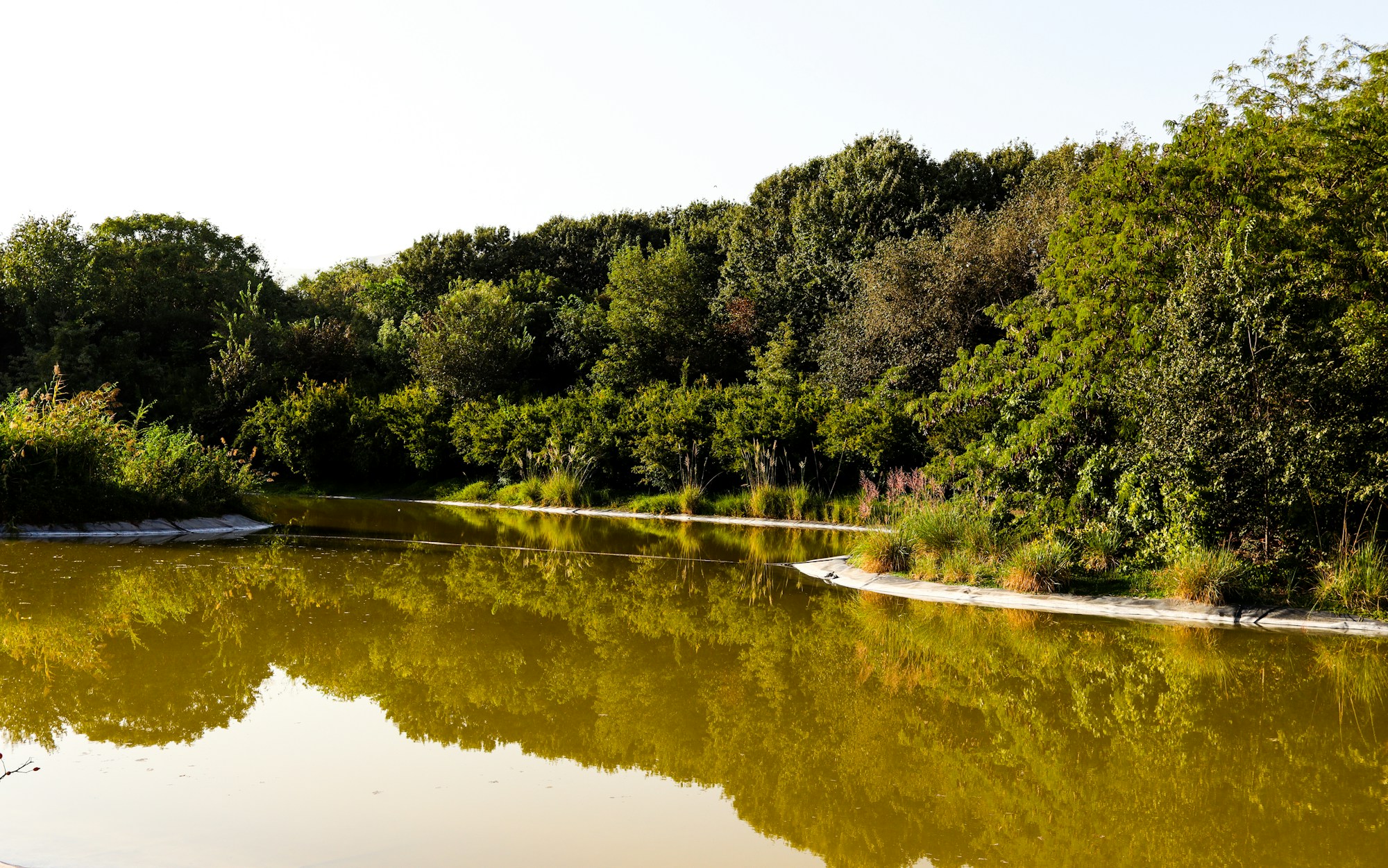 Lago rodeado de bosque frondoso, paisaje típico de la finca de Henham Park en Suffolk