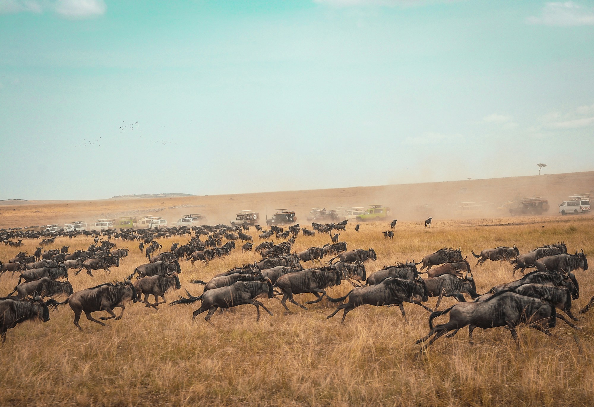 Gnu-Kolonne auf Wanderung durch die ostafrikanische Savanne
