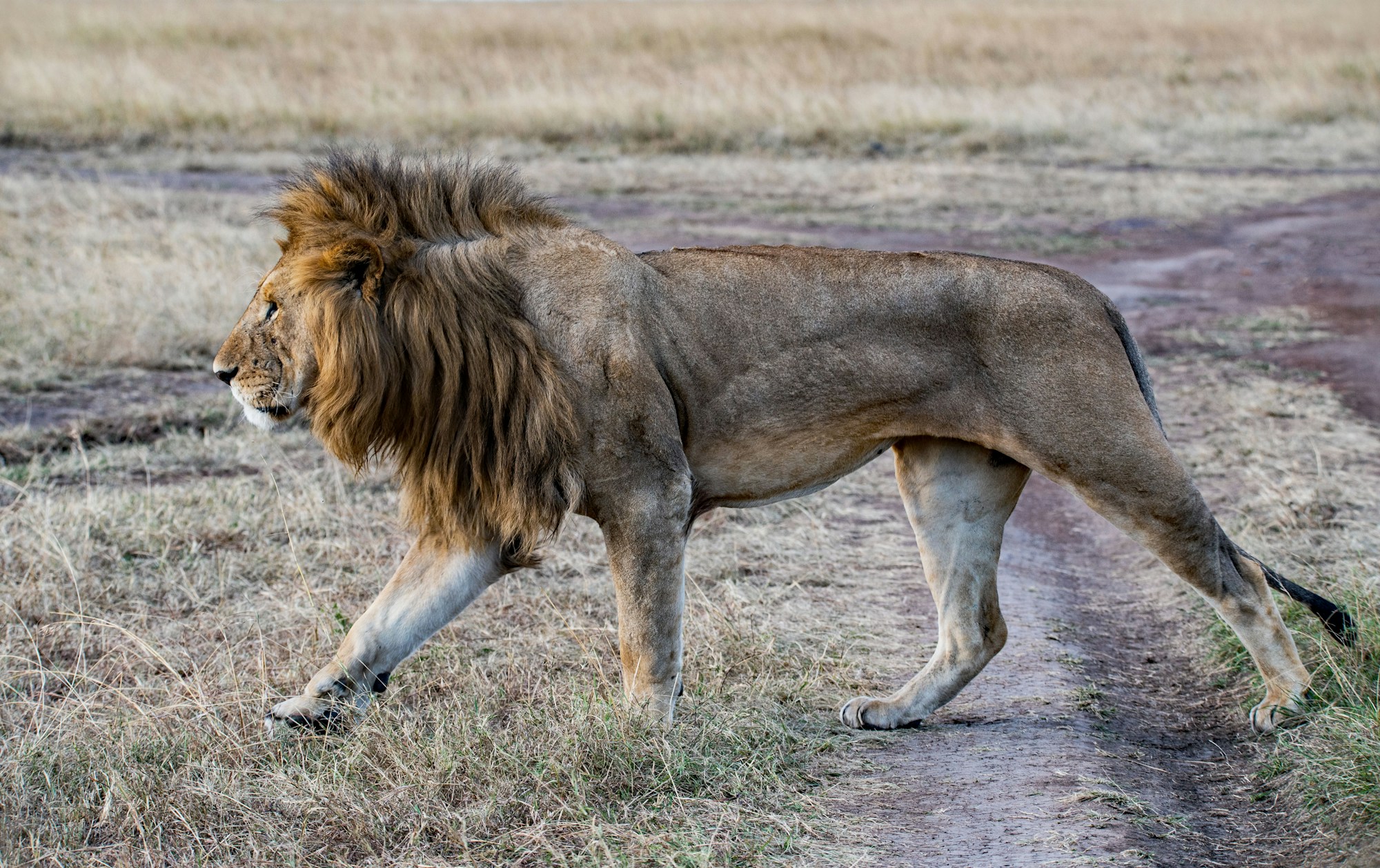 Löwe durchquert die Ebenen der Masai Mara, Kenia