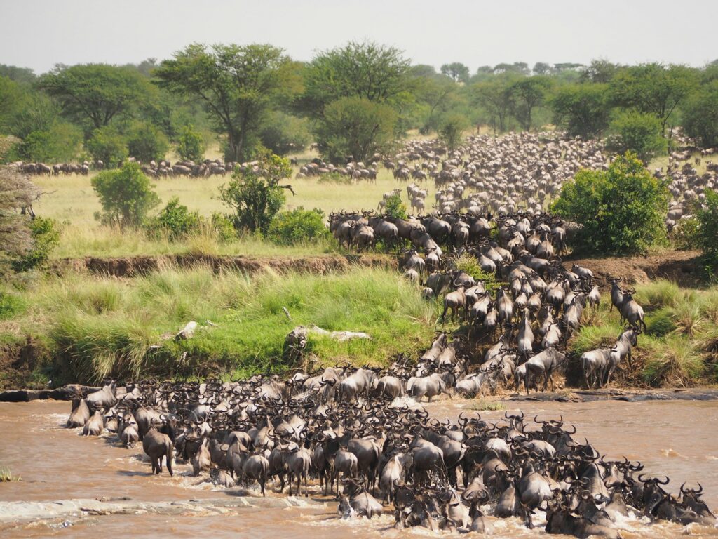Troupeau de gnous traversant la rivière Mara pendant la Grande Migration au Kenya
