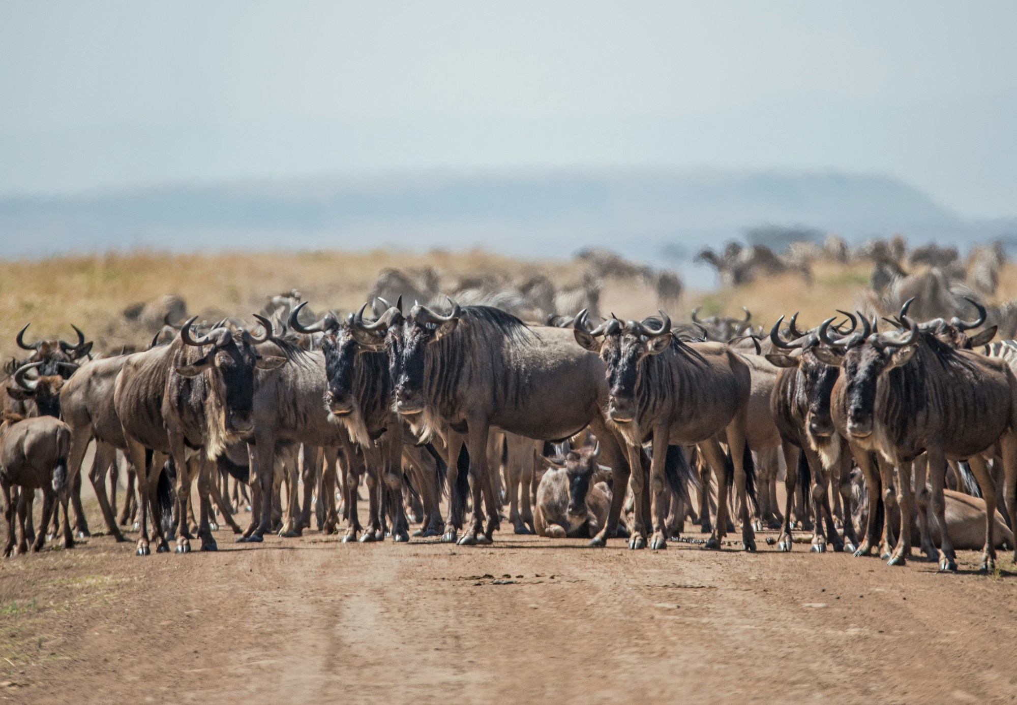 Gnu-Herde überquert eine Piste im Mara Triangle, Kenia