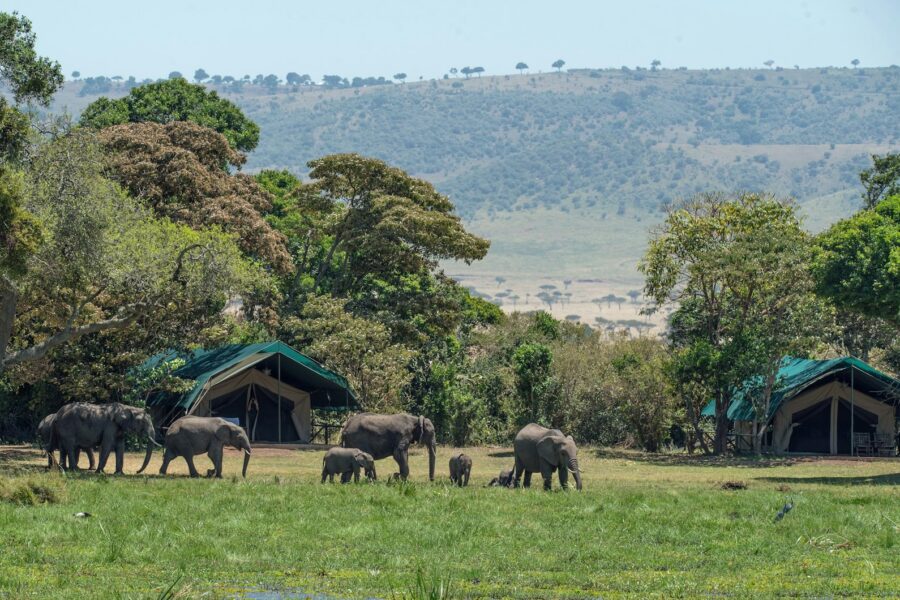 Troupeau d'éléphants dans la savane du Masai Mara au Kenya