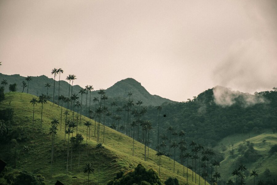 Palmiers de cire de la vallée de Cocora, zone caféière de Colombie