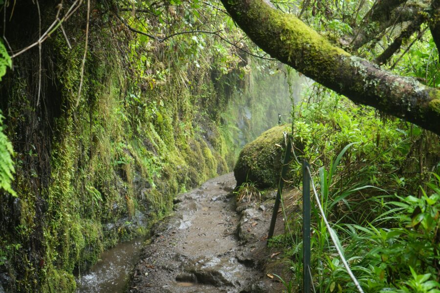 Levada serpentant dans la forêt laurifère verdoyante de Madère