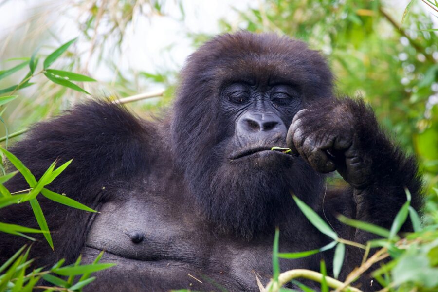 Gorille de montagne dans le Parc National des Volcans, Rwanda