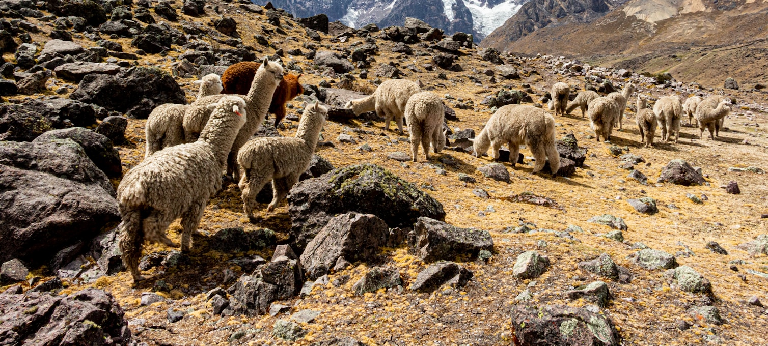 Wanderweg in den Anden nahe dem Ausangate-Massiv, Region Cusco