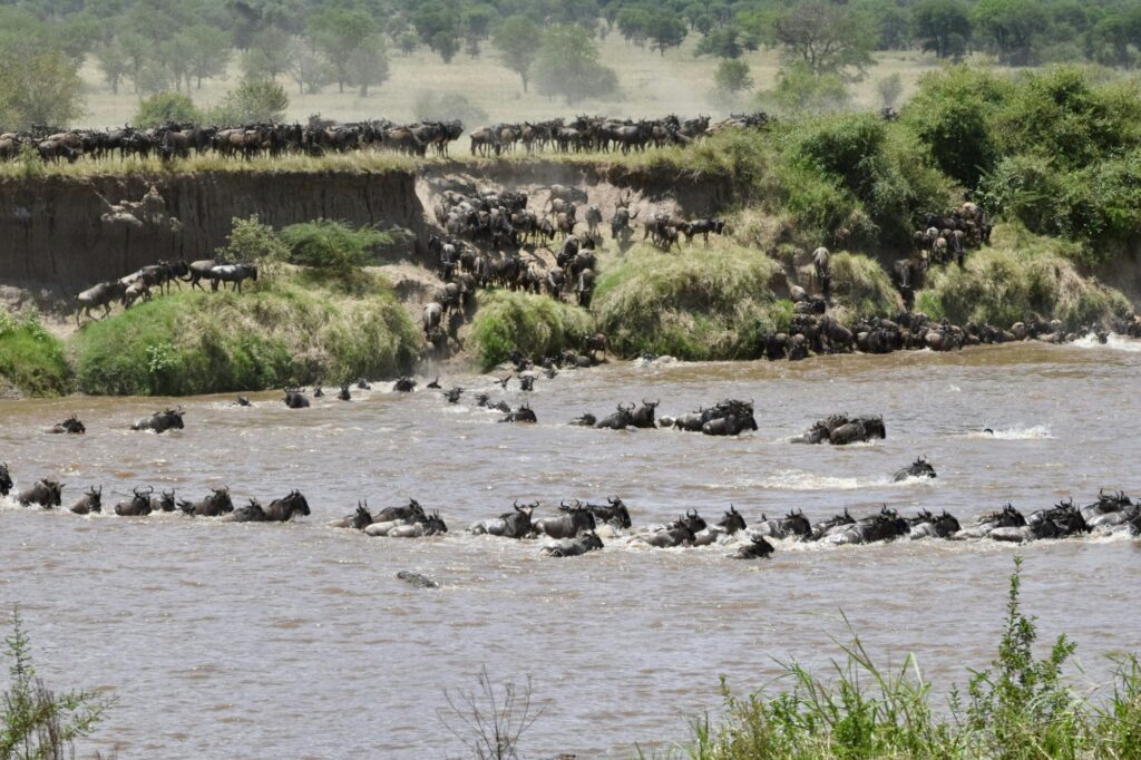 Traversée de la rivière Mara par des gnous pendant la Grande Migration du Serengeti