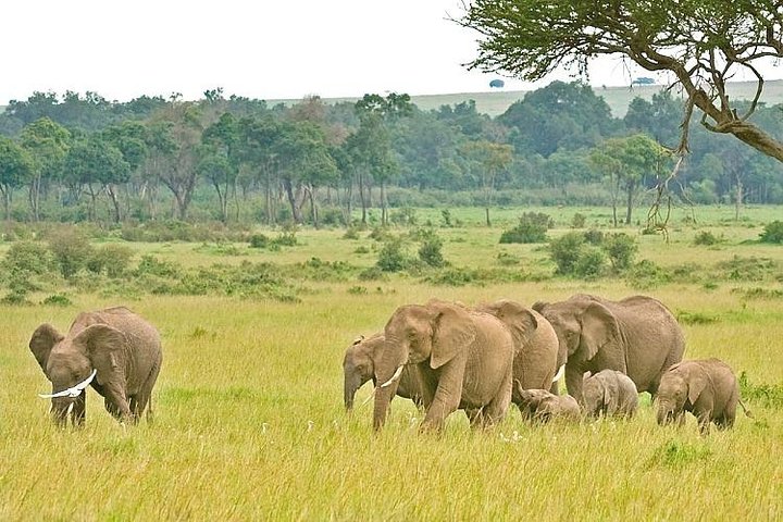 Zèbres et gnous dans la savane du Serengeti