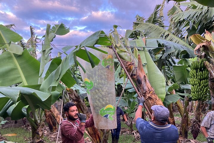 Plantation de bananes écologiques à La Orotava, nord de Tenerife
