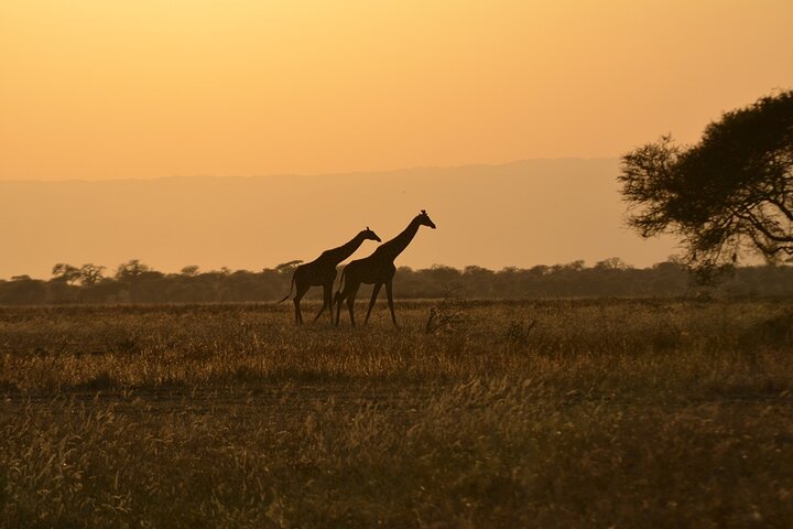 Lodge et savane du Serengeti au coucher du soleil