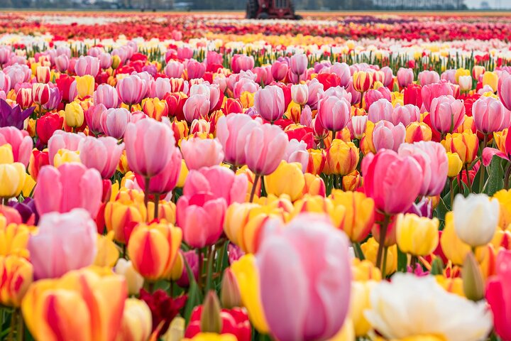 Bouquet de tulipes fraîchement cueillies à Keukenhof