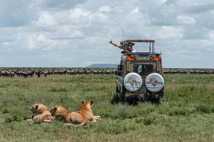 Gnous et zèbres dans les plaines de Ndutu pendant la saison des naissances